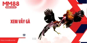 Xem Vảy Gà Và Những Bí Quyết Nhận Diện Chiến Kê Tiềm Năng